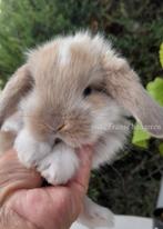 Raszuivere Franse hangoor konijnen, Dieren en Toebehoren, Konijnen, Meerdere dieren, Groot, Hangoor