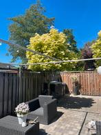 Briljant Esdoorn, Tuin en Terras, Planten | Bomen, Overige soorten, Lente, 250 tot 400 cm, Ophalen