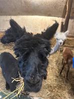 alpaca hengsttje, Dieren en Toebehoren, Schapen, Geiten en Varkens