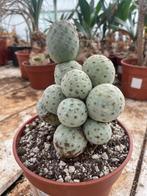Cactus Tephrocactus Geometricus uit Argentinie potmaat 20cm, Ophalen of Verzenden, Minder dan 100 cm, Bloeiende kamerplant, Volle zon