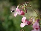 Impatiens balfourii (balsemien) rosewit éénjarig!!, Tuin en Terras, Planten | Tuinplanten, Halfschaduw, Zomer, Ophalen of Verzenden