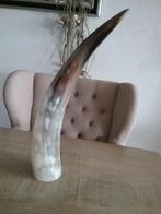 BUFFEL HOORN    ( gepolijst)., Ophalen of Verzenden, Zo goed als nieuw