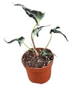 Alocasia Loco | Potmaat 10,5, Huis en Inrichting, Overige soorten, In pot, Minder dan 100 cm, Groene kamerplant