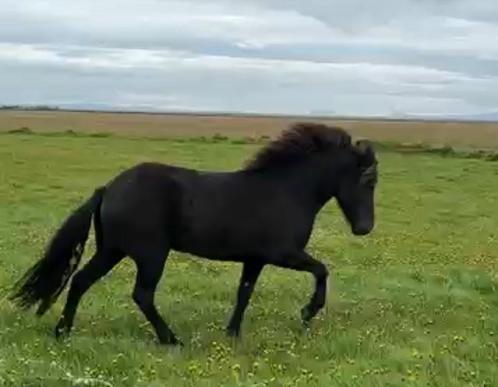 Bekapper gezocht, Dieren en Toebehoren, Paarden en Pony's | Verzorgingsproducten, Ophalen