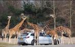 🦏🦒🦩🦓 4 tickets Safaripark Beekse Bergen twv 126 euro, Drie personen of meer, Ticket of Toegangskaart