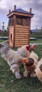 Kippenhok, Ophalen, 110 cm of meer, Hok, 90 cm of meer
