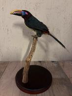 Mooie opgezette Groene arassari, Ophalen of Verzenden, Nieuw, Vogel, Opgezet dier