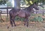 Mooie new forest pony, Dieren en Toebehoren, Merrie, Recreatiepony, 0 tot 2 jaar