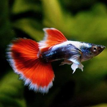 Hobbyaquarium  Guppymix wisselend aanbod mannen uitzoeken beschikbaar voor biedingen