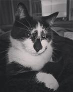 Fynn zoekt een fijne woonboerderij of buitenhuis, Dieren en Toebehoren, Kater, Gechipt, 6 jaar of ouder