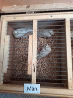 # # # Mannen wit zilver agaat opaal kanaries # # #, Dieren en Toebehoren, Vogels | Kanaries, Mannelijk, Kleurkanarie