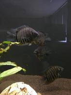 Heros Severum, Dieren en Toebehoren, Vissen | Aquariumvissen, Vis