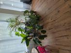 5 kamerplanten inclusief pot, Huis en Inrichting, Kamerplanten, Ophalen, Overige soorten, Minder dan 100 cm