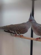 1-1 Australische kuifduif, Meerdere dieren, Tropenvogel, Geringd