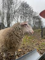 dekram dek schaap, Dieren en Toebehoren, Mannelijk, Schaap