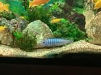 Pseudotrepheus Saulosi Malawi Cichliden ( man), Dieren en Toebehoren, Vissen | Aquariumvissen, Vis, Zoetwatervis