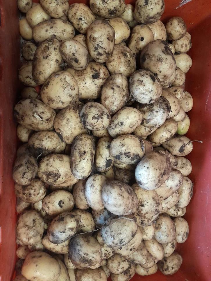 nieuwe aardappelen, Diversen, Levensmiddelen, Ophalen of Verzenden