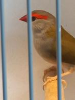 Jonge dornastrilde pop van dit jaar, wil ik ruilen ., Dieren en Toebehoren, Vrouwelijk, Tropenvogel, Geringd