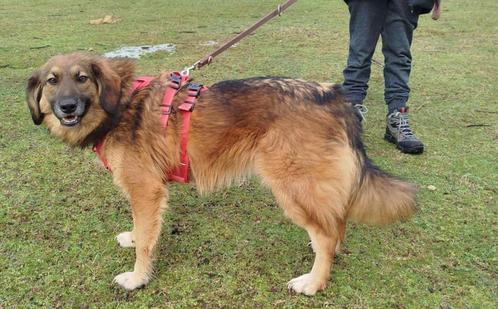 Lieve Lyssa wacht al jaren op een baasje, Dieren en Toebehoren, Honden | Niet-rashonden, Middel, Reu, Particulier, Eén hond, Buitenland