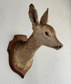 Taxidermie mooie Opgezette Ree kop - Capreolus wandmontage, Verzamelen, Dierenverzamelingen, Ophalen of Verzenden, Zo goed als nieuw