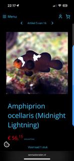 Koppel anemoonvissen midnight, Dieren en Toebehoren, Ophalen of Verzenden, Zo goed als nieuw, Gevuld zeewateraquarium