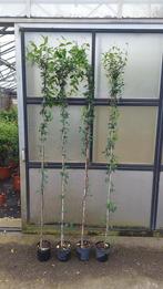 Toscaanse jasmijn kleur wit lengte 200 cm plus  45 stuks, Tuin en Terras, Planten | Tuinplanten, Zomer, Vaste plant, Klimplanten