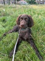 Duitse staande pup, Dieren en Toebehoren, Honden | Setters en Staande honden, Duitse Staande hond, 15 weken tot 1 jaar, Reu, CDV (hondenziekte)