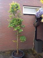 Acer palmatum Sango kaku Japanse ersoorn, Tuin en Terras, Planten | Bomen, Ophalen