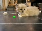 Ragdoll kittens, Dieren en Toebehoren, Katten en Kittens | Overige Katten, Meerdere dieren, Langharig, 0 tot 2 jaar
