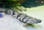 polypterus endlicheri 6-7 cm €15,95, Dieren en Toebehoren, Vissen | Aquariumvissen, Vis, Zoetwatervis