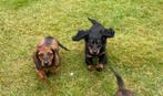 Te koop erg mooie langharige dwergteckel teckel pups, Dieren en Toebehoren, Honden | Teckels en Dashonden, Nederland, CDV (hondenziekte)