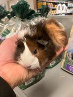 Lieve cavia’s zeugjes, Cavia, Vrouwelijk