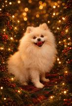 ✨Mooie pomeriaan dekreu✨niet te koop, Dieren en Toebehoren, Reu, Parvo, Eén hond, 3 tot 5 jaar