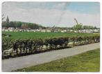 Camping Randwijck Heugem  Ongelopen  Ansichtkaart ( B5229), Ophalen of Verzenden, Ongelopen