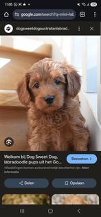 Gezocht: Mini labradoodle/Australian labra eind september, Dieren en Toebehoren, Overige rassen, 8 tot 15 weken, Geslacht onbekend