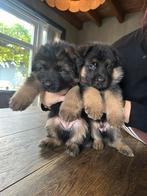 2 prachtige Duitse herder pups, Dieren en Toebehoren, 8 tot 15 weken, Meerdere, Meerdere dieren, Herder