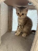 Brits Korthaar Kittens, Dieren en Toebehoren, Katten en Kittens | Overige Katten, Meerdere dieren, Kortharig, 0 tot 2 jaar