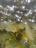 Mooie Vijgenboom te koop!, Tuin en Terras, Planten | Bomen, Bloeit niet, Overige soorten, 100 tot 250 cm, Ophalen