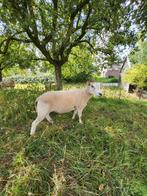 Overjarige dekram, Dieren en Toebehoren, Schapen, Geiten en Varkens, Mannelijk, Schaap, 0 tot 2 jaar
