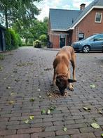 Mechelse herder, Dieren en Toebehoren, Honden | Herdershonden en Veedrijvers, Reu, Meerdere, Herder, CDV (hondenziekte)