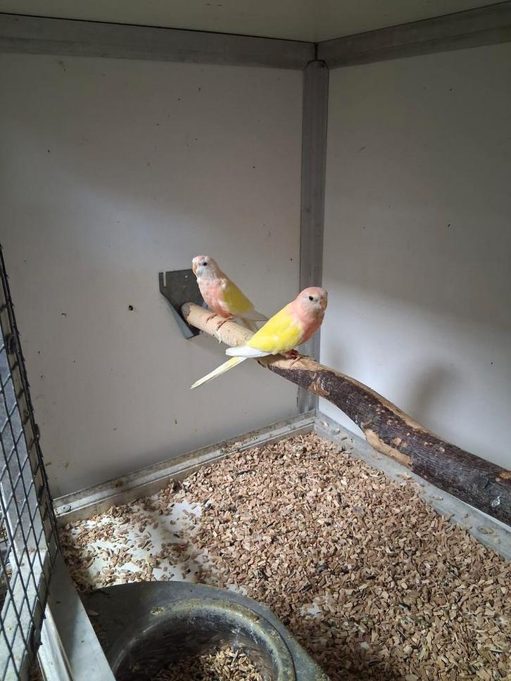 Vele soorten vogels Vanavond geopend kanarie parkiet tropen, Dieren en Toebehoren, Vogels | Parkieten en Papegaaien, Parkiet, Meerdere dieren