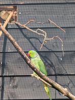 Broedrijp koppel halsband parkieten, Dieren en Toebehoren, Vogels | Parkieten en Papegaaien, Meerdere dieren, Parkiet