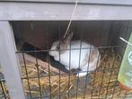 Vrouwtjes konijn, Dieren en Toebehoren, Konijnen, Vrouwelijk, Middelgroot, 0 tot 2 jaar