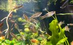 Limia Perugiae, Dieren en Toebehoren, Vis