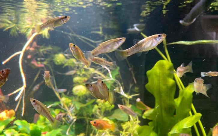 Limia Perugiae, Dieren en Toebehoren, Vissen | Aquariumvissen, Vis