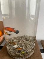 Plays plaatjes aquariumvissen, Dieren en Toebehoren, Ophalen of Verzenden, Overige typen