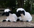 Gezocht walliser schwarznese, Vrouwelijk, Schaap, 0 tot 2 jaar