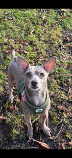 Hondenoppas gezocht, Dieren en Toebehoren, Ophalen of Verzenden