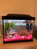 Vissen + vissenkom, Dieren en Toebehoren, Vissen | Aquaria en Toebehoren, Ophalen, Zo goed als nieuw, Gevuld zoetwateraquarium