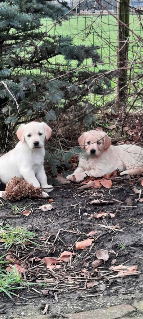 Labrador x golden retriever pups, Dieren en Toebehoren, Honden | Retrievers, Spaniëls en Waterhonden, Teef, Labrador retriever